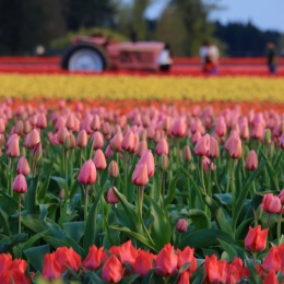 field of flowers